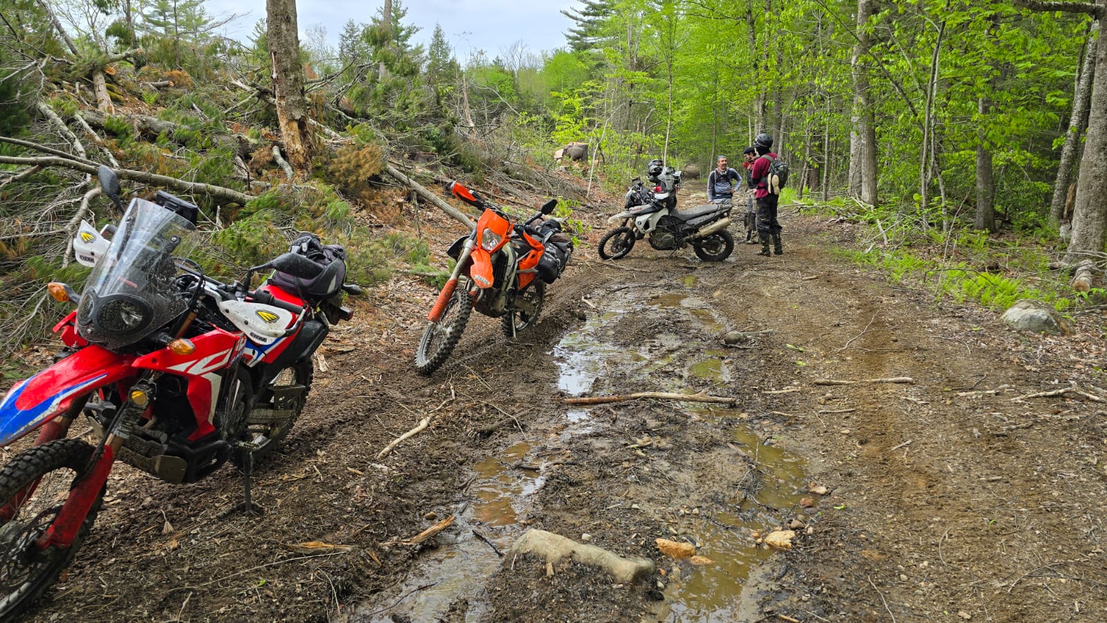 Riders on a muddy trail in the forest